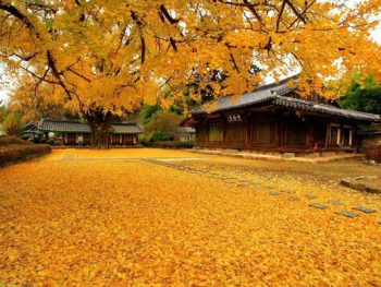 Du lịch Hàn Quốc – Hoa anh đào